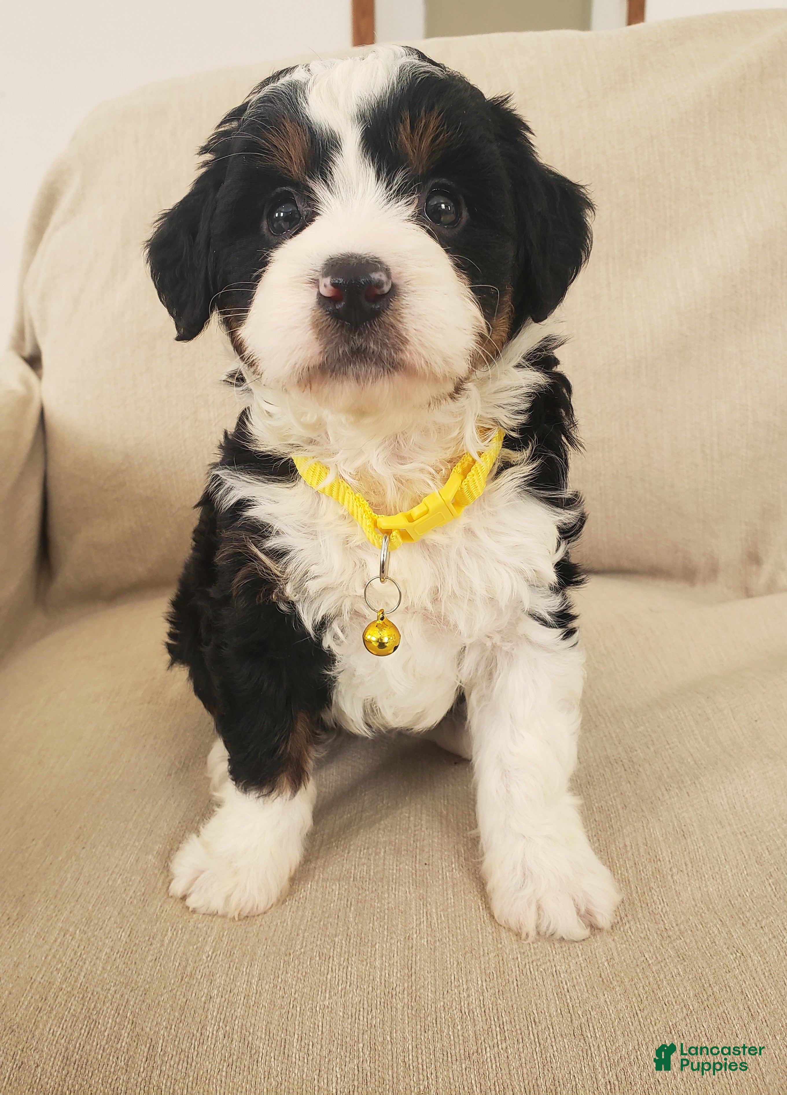 Mini Bernedoodle dogs Hazel - Ad 15