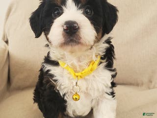 Mini Bernedoodle dogs Hazel - Ad 15