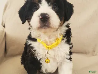Mini Bernedoodle dogs Hazel - Ad 12