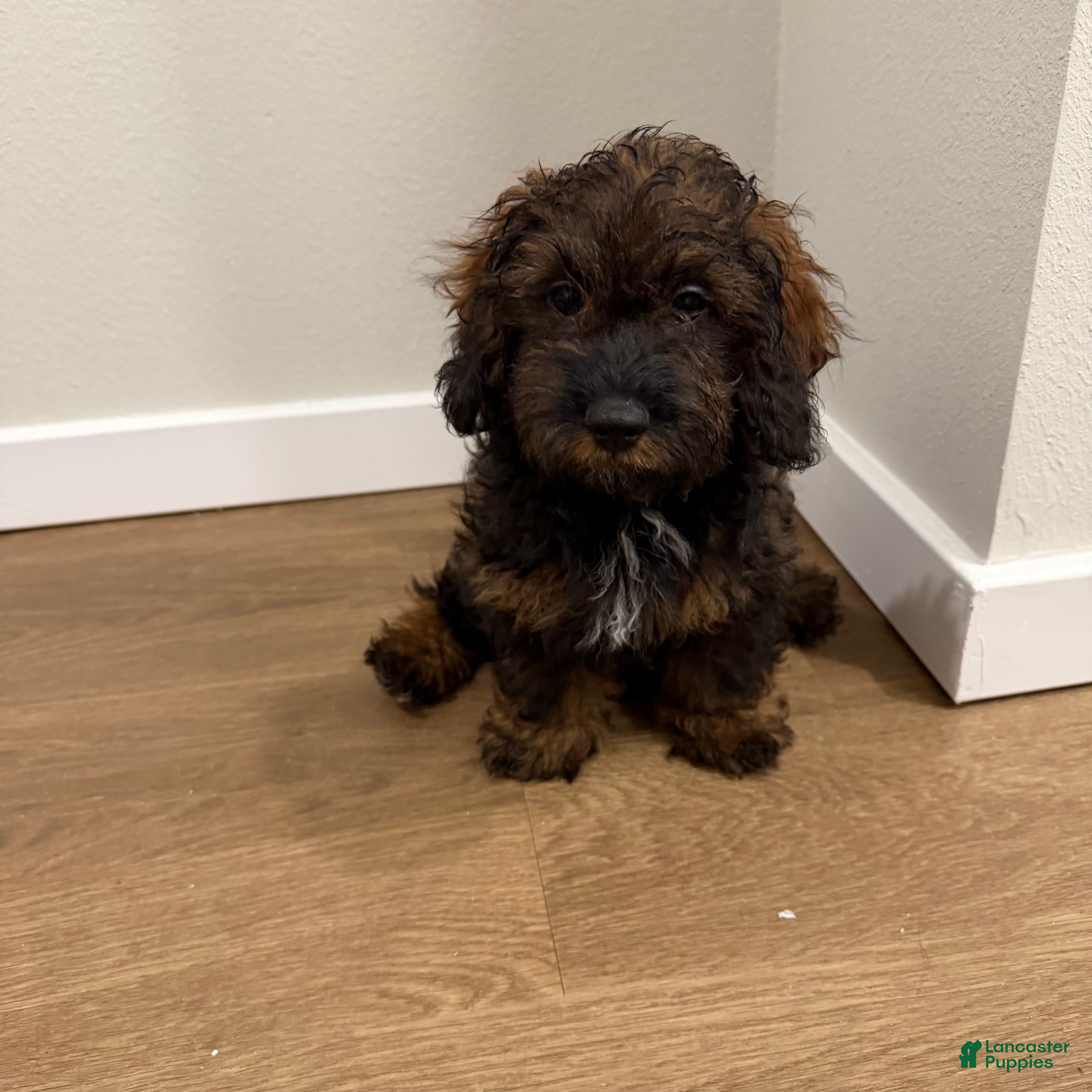 Shihpoo dogs St. Peter  - Ad 35