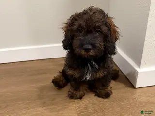 Shihpoo dogs St. Peter - Ad 35