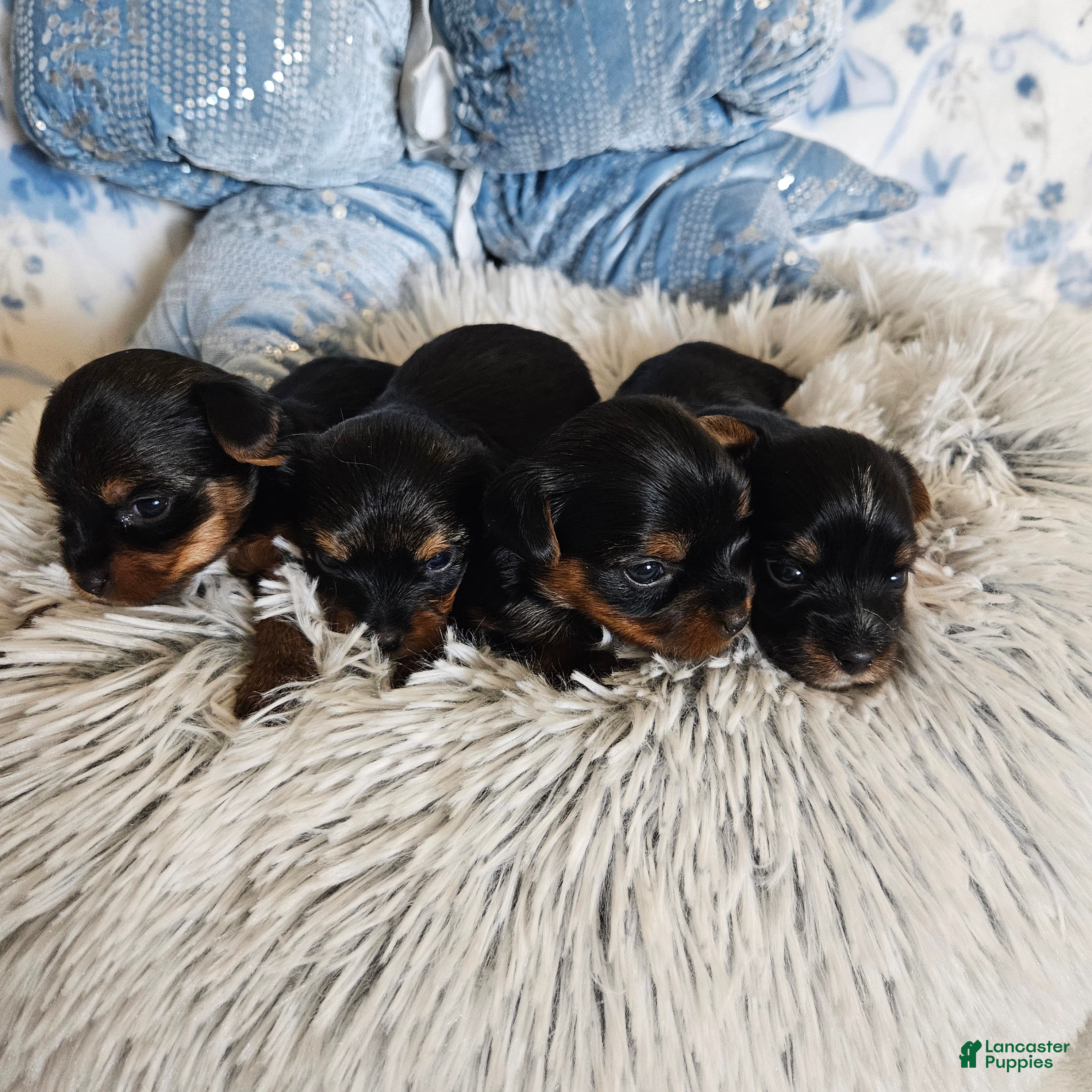 Yorkshire Terrier dogs Yorkshire Terrier 1 - Ad 30