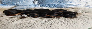 Yorkshire Terrier 1