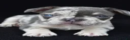 French Bulldog dogs for sale: kya - Ad 6