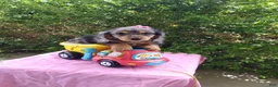 Miniature Dachshund dogs for sale: Jade - Ad 1