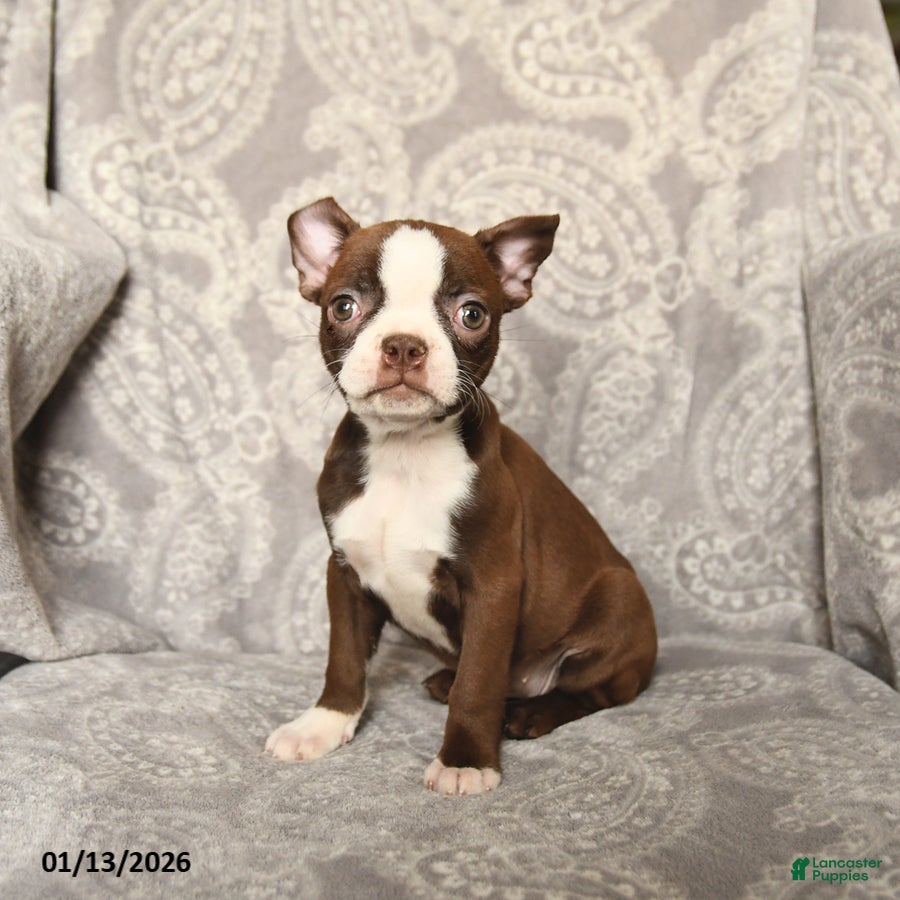 Boston Terrier dogs Jasmine - Ad 31