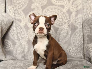 Boston Terrier dogs Jasmine - Ad 31