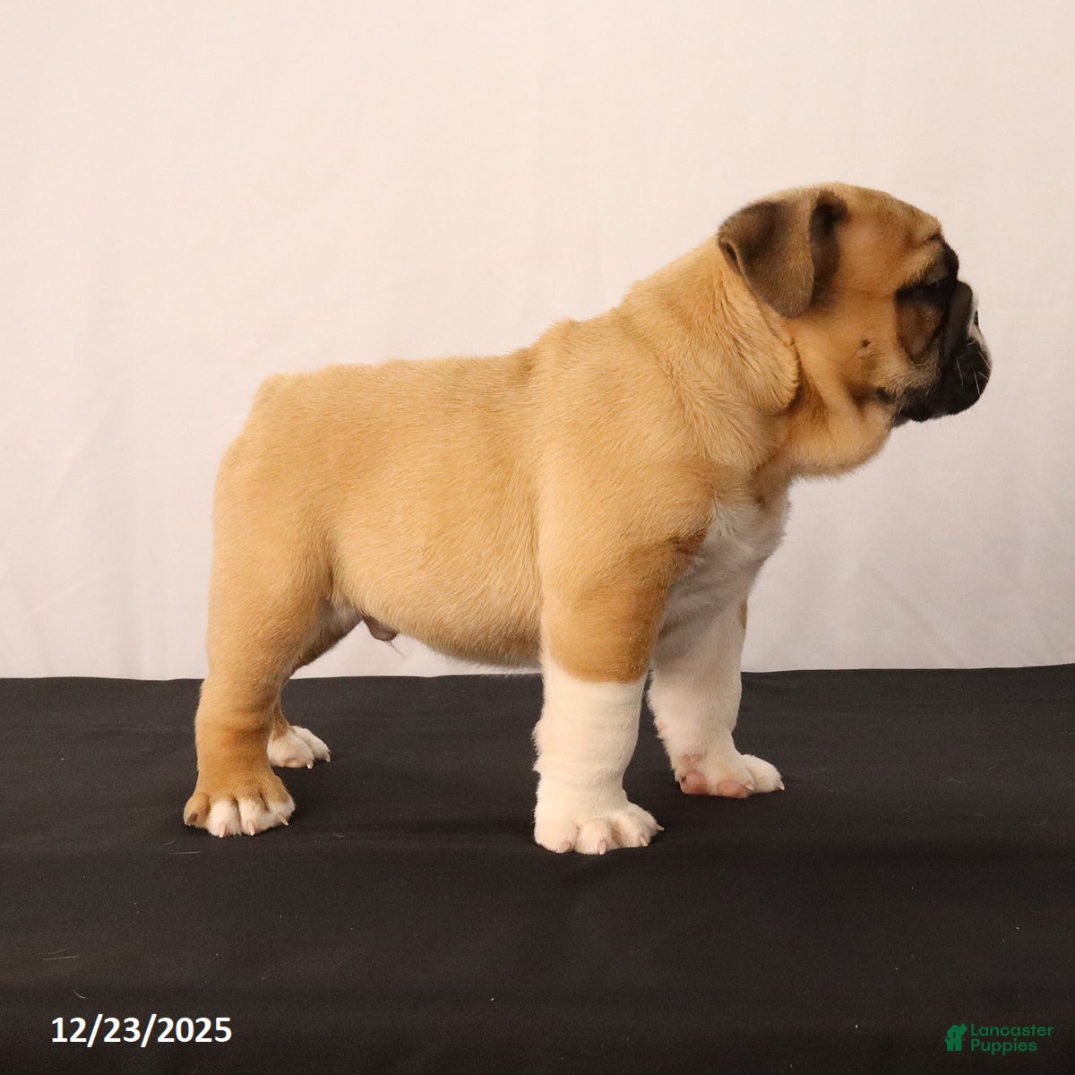 English Bulldog dogs Sebastian - Ad 2