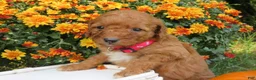 Mini Goldendoodle dogs for sale: Pumpkin - Ad 2