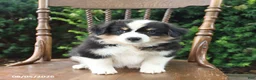 Mixed Breed dogs for sale: Dexter - Ad 5