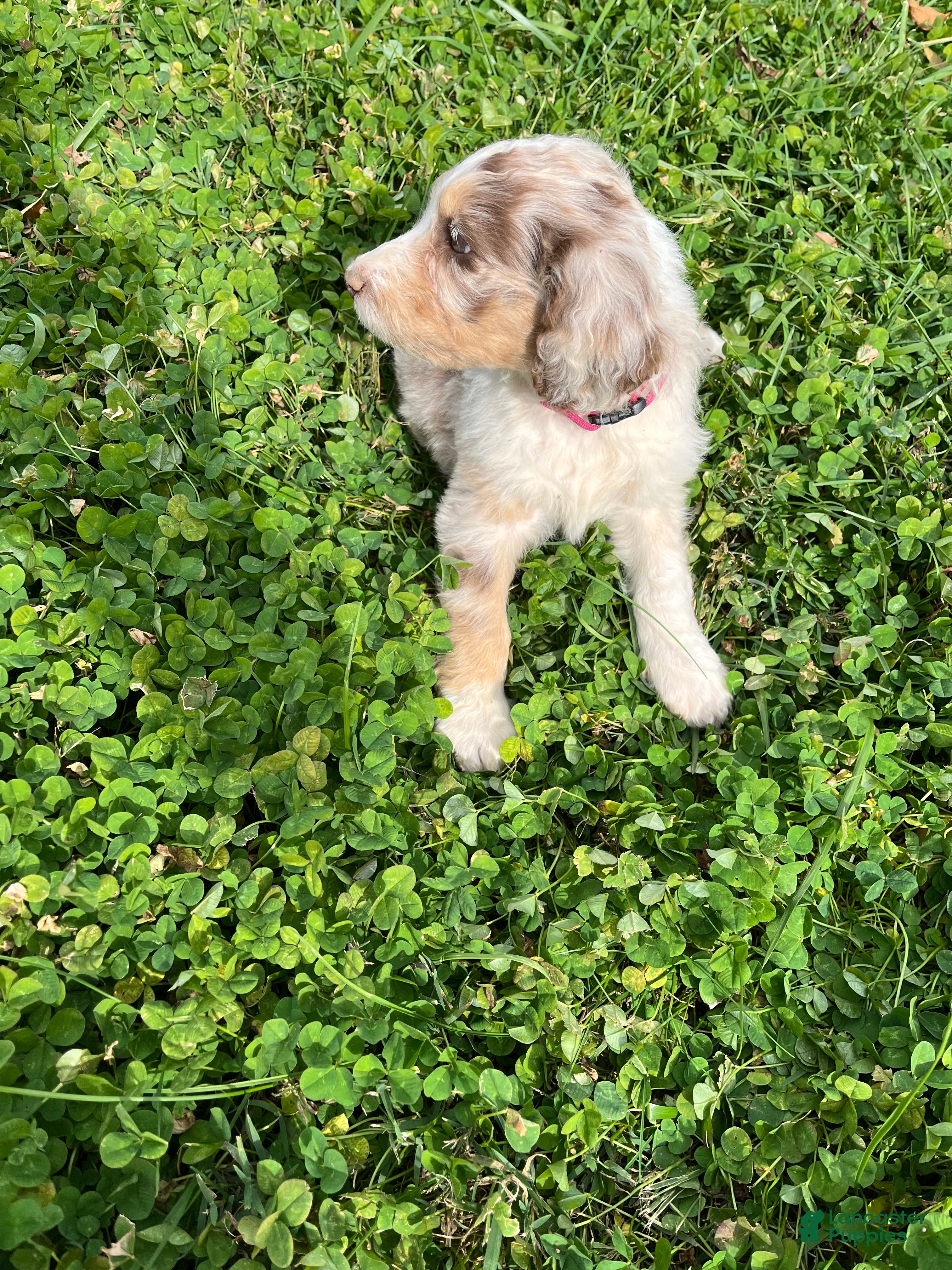 Aussiedoodle dogs for sale: Aussiedoodle 1 - Ad 2