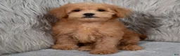 Mini Goldendoodle dogs for sale: Hank ID: 3860 - Ad 4