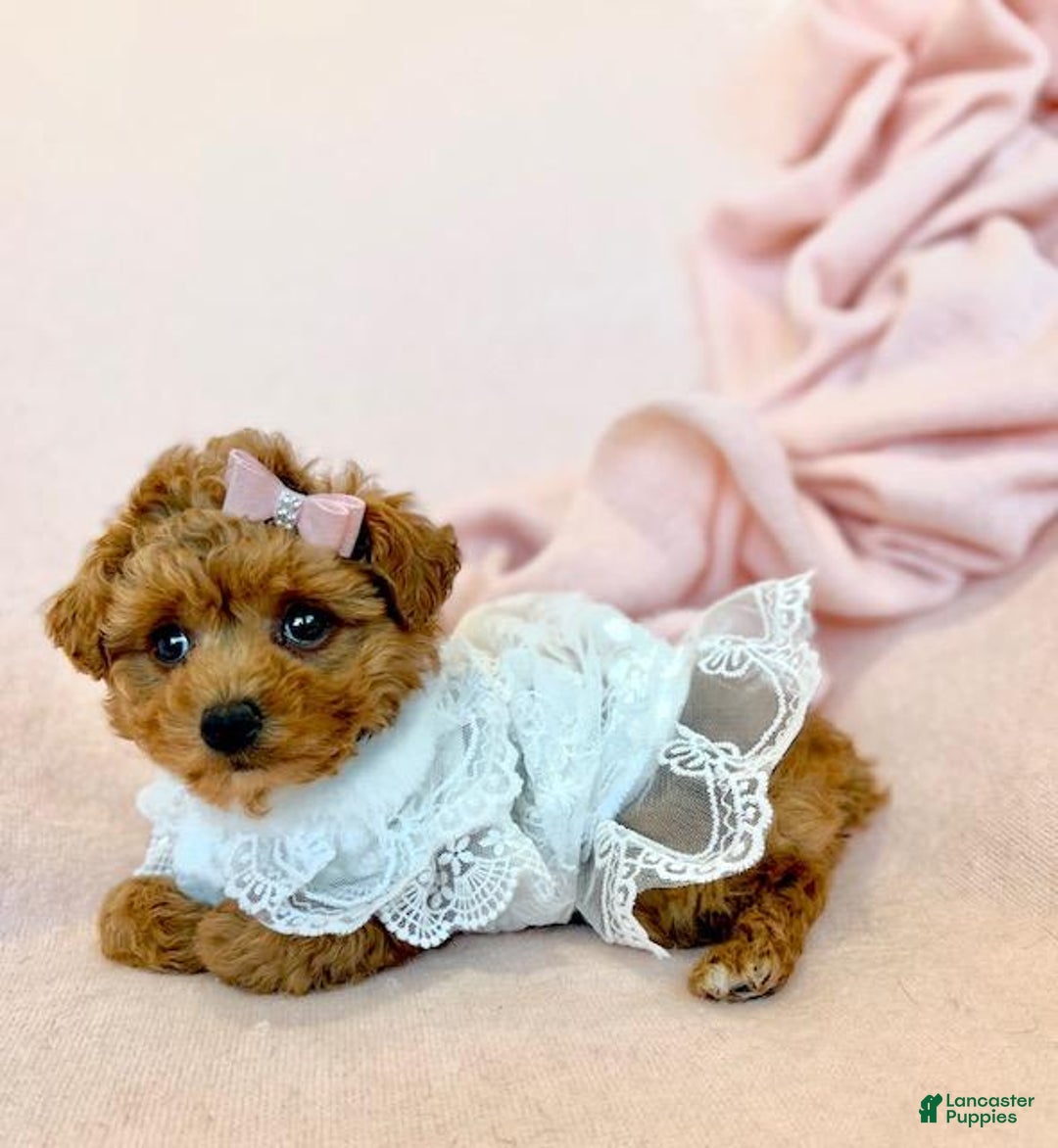 Toy Poodle dogs for sale: Teacup Poodle Puppy - Ad 2