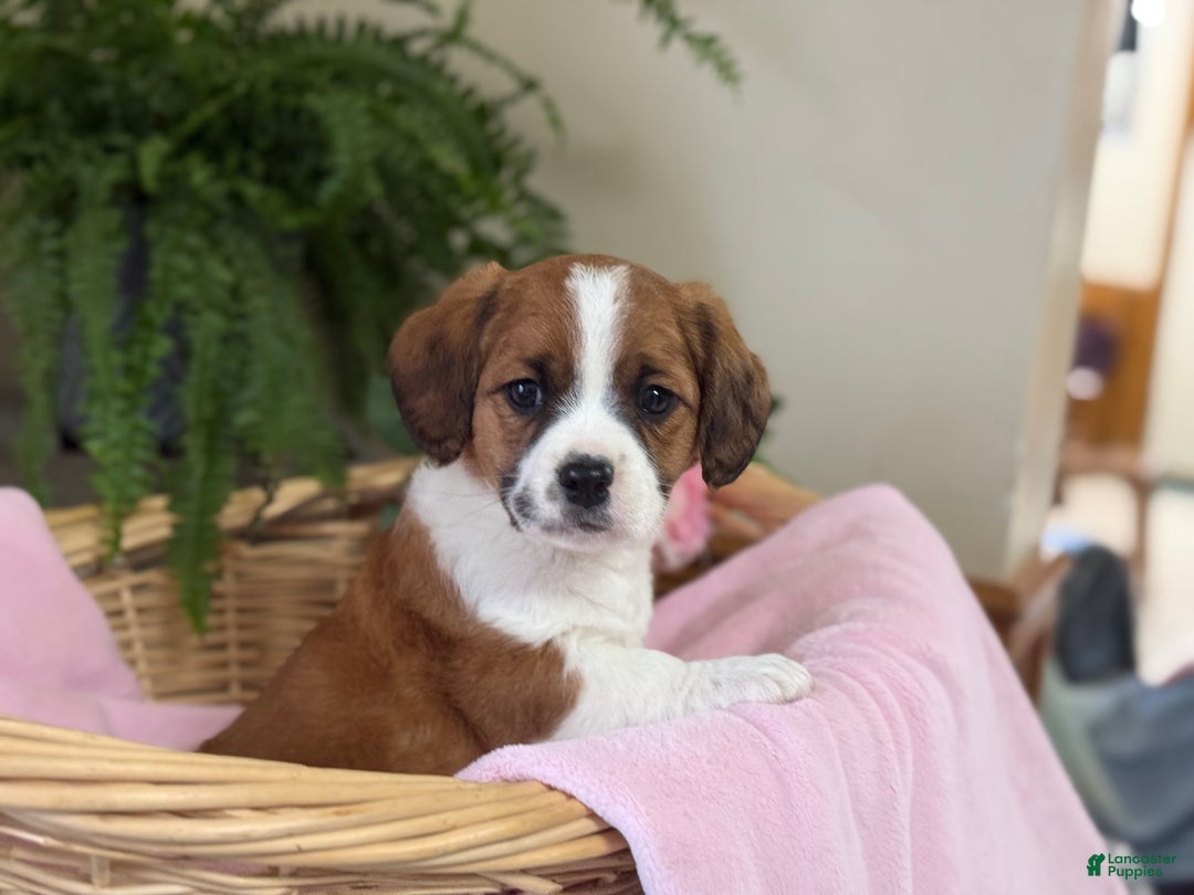 Mixed Breed dogs for sale: Coffee - Ad 4