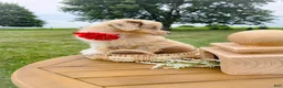 Aussiedoodle dogs for sale: Honey Melon - Ad 7