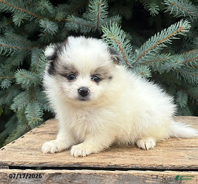 Pomeranian dogs Pebbles - Ad 2