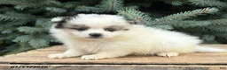 Pomeranian dogs for sale: Pebbles - Ad 2