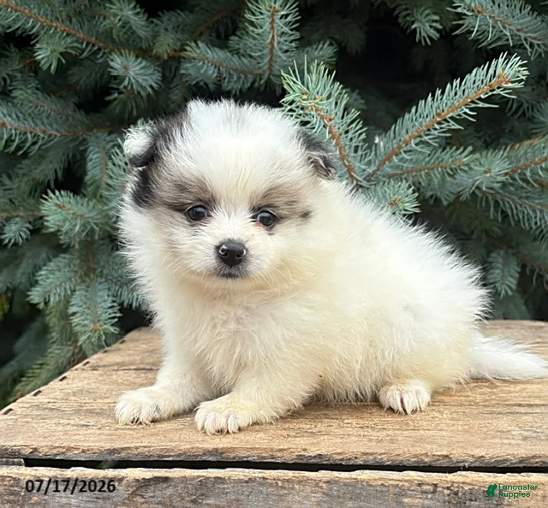 Pomeranian dogs for sale: Pebbles - Ad 2