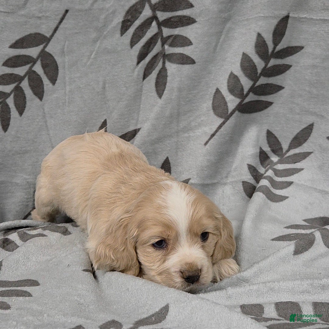 Cocker Spaniel dogs Jack of Hearts - Ad 4