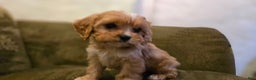 Cavapoo dogs for sale: Wyatt - Ad 4