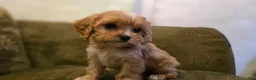 Cavapoo dogs for sale: Wyatt - Ad 4