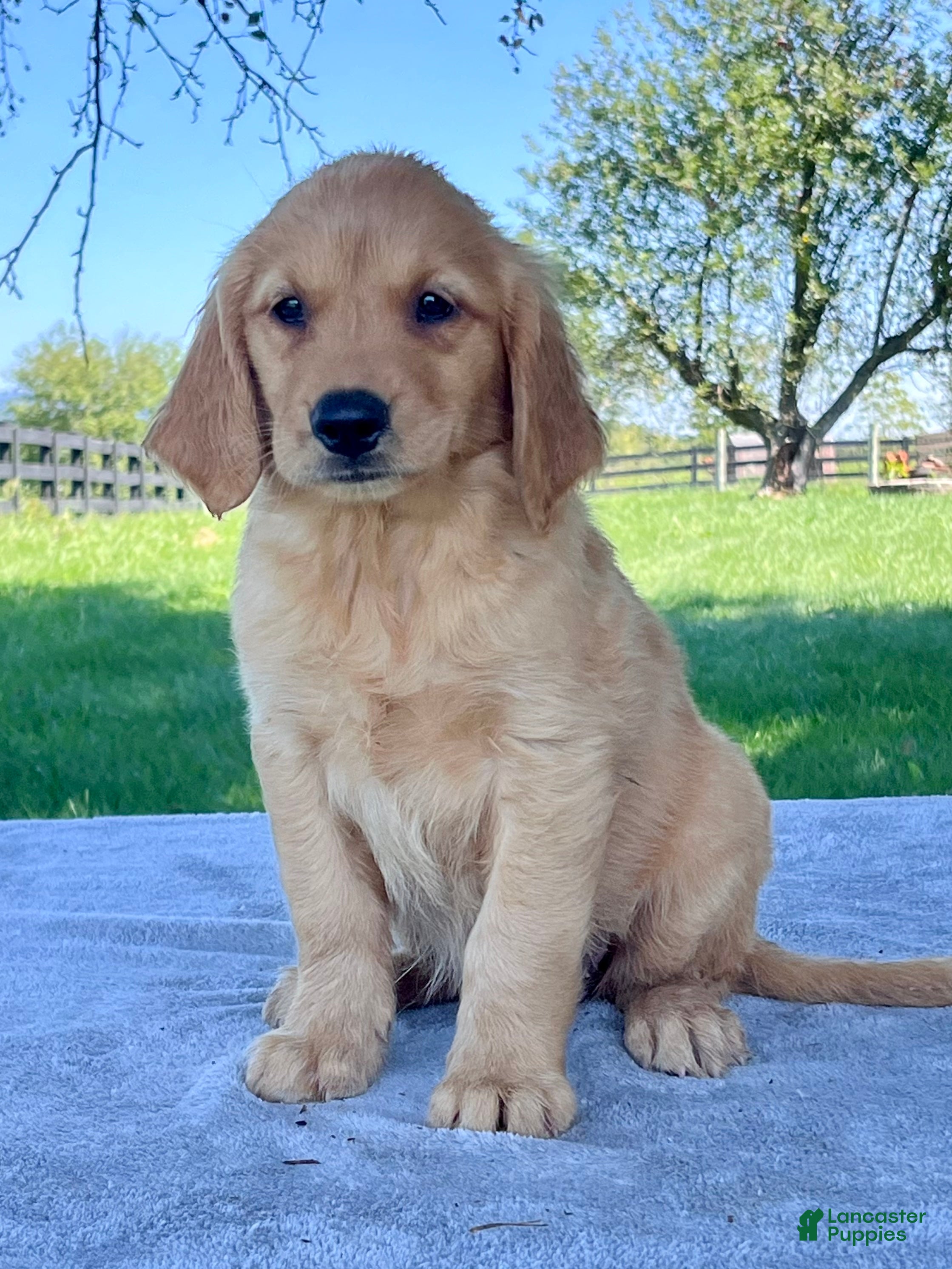 Golden Retriever dogs Indigo - Ad 1