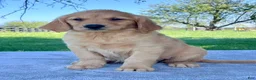 Golden Retriever dogs for sale: Indigo - Ad 1