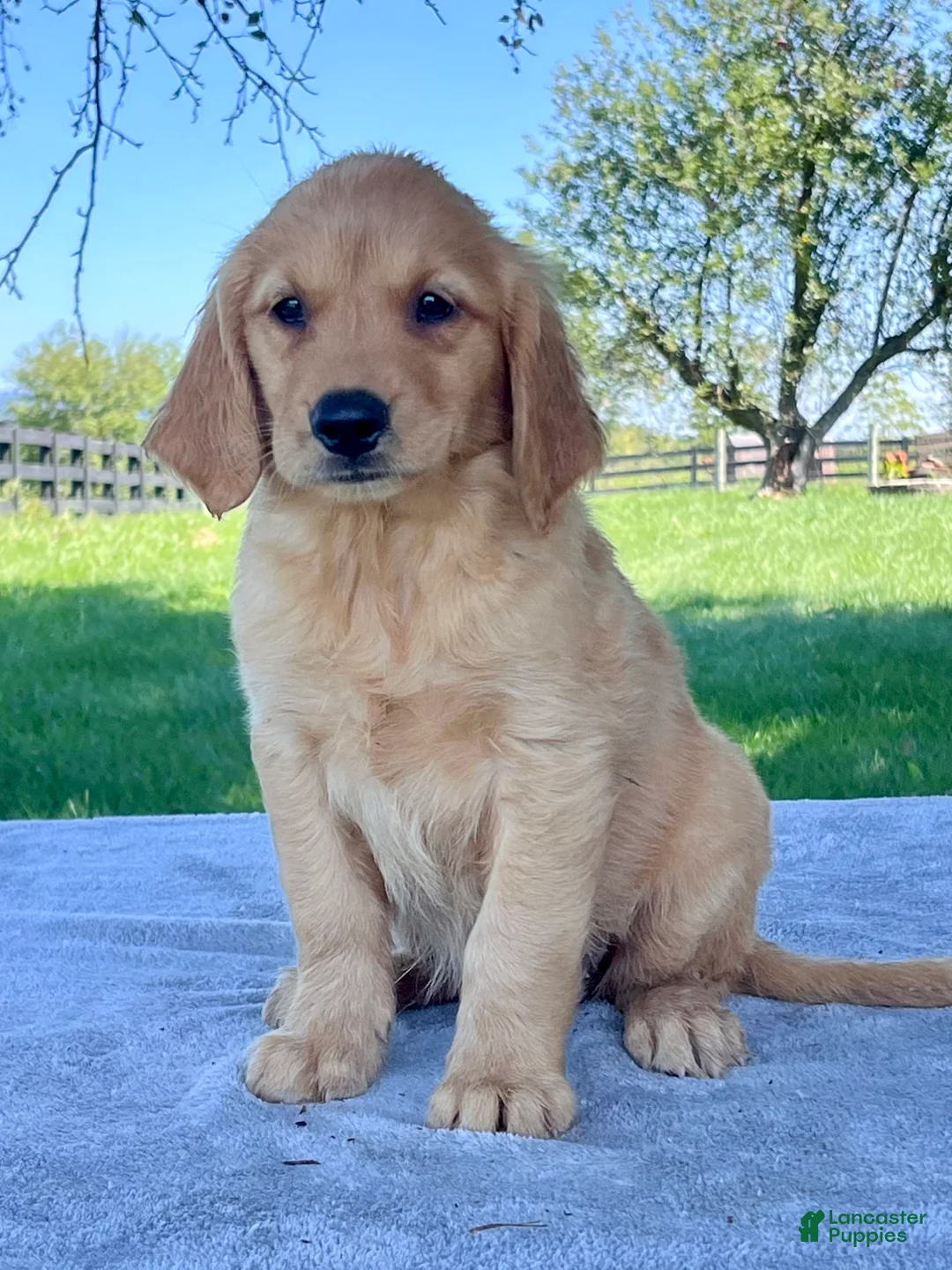 Golden Retriever dogs for sale: Indigo - Ad 1