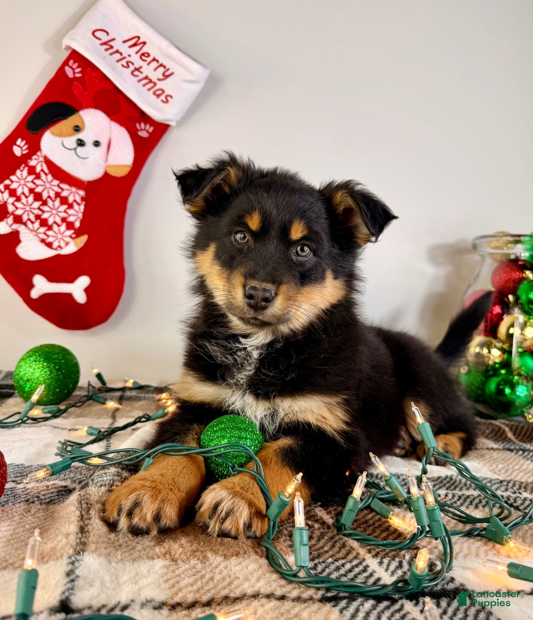 Australian Shepherd dogs for sale: Angel - Ad 1