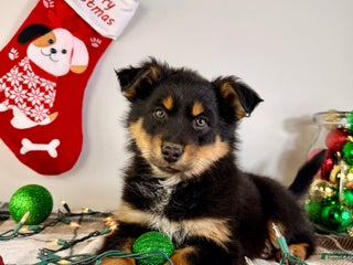 Australian Shepherd dogs Angel - Ad 26