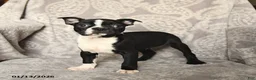 Boston Terrier dogs for sale: Joey - Ad 3