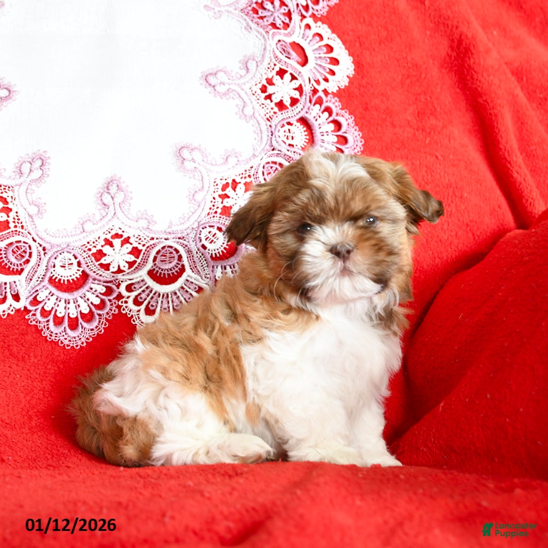 Shih Tzu dogs for sale: Yankee - Ad 3