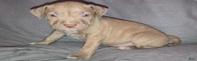 American Pit Bull Terrier Puppy 3