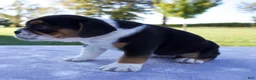 Beabull dogs for sale: Alice - Ad 3