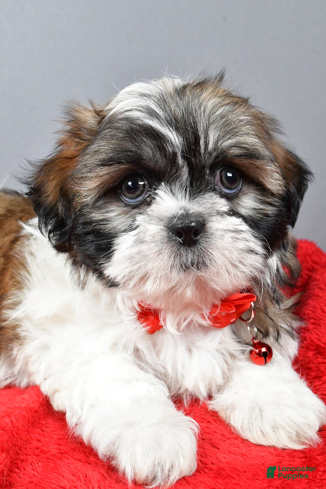 Shih Tzu dogs for sale: Bob - Ad 3