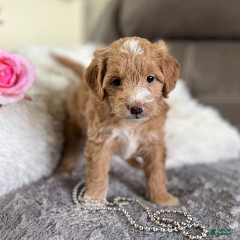Goldendoodle dogs Juliett (Miniature Girl) - Ad 38