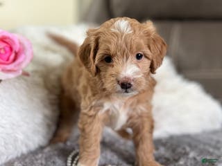 Mini Goldendoodle dogs Juliett (Miniature Girl) - Ad 40