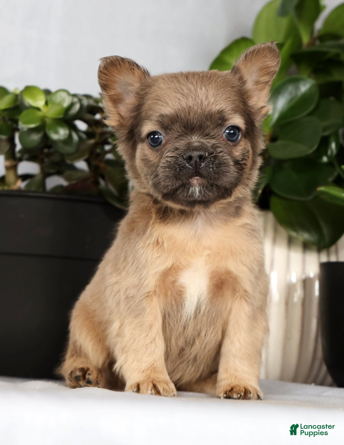 French Bulldog dogs Nina - Ad 2