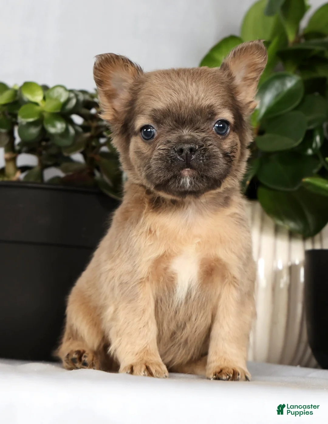 French Bulldog dogs for sale: Nina - Ad 2