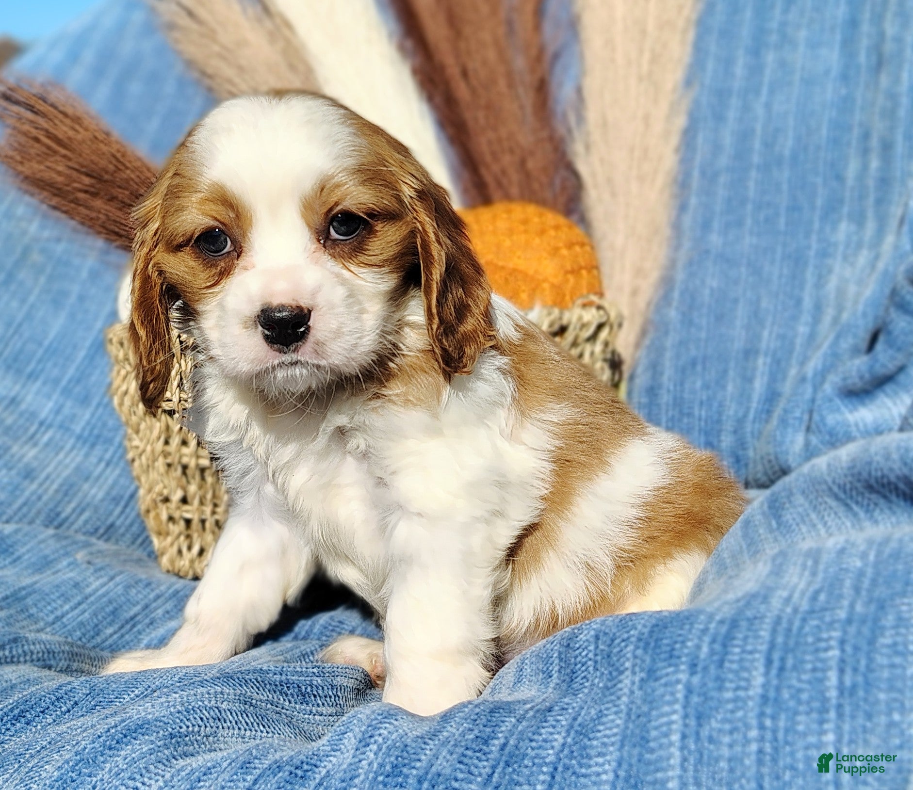 Cavapoo dogs for sale: Toby - Ad 2