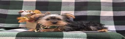 Yorkshire Terrier dogs for sale: Murphy - Ad 4