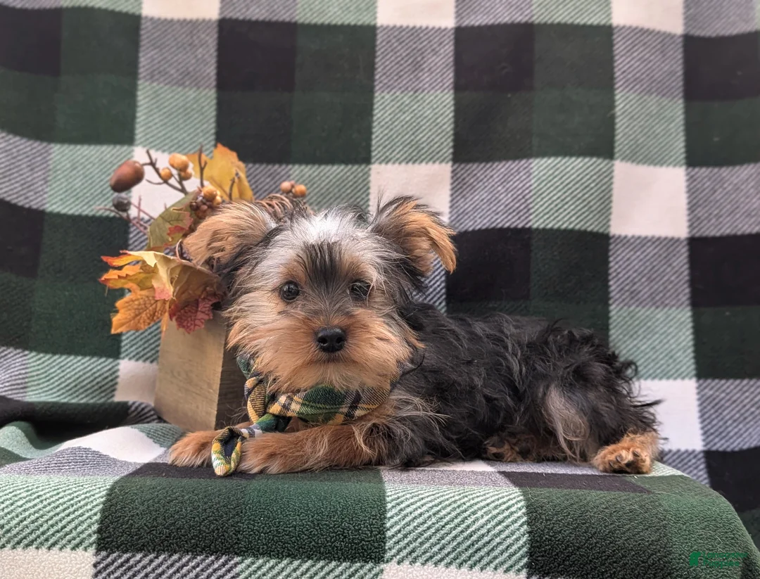 Yorkshire Terrier dogs for sale: Murphy - Ad 4