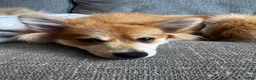 Pomeranian dogs for sale: Foxy Roxy - Ad 2