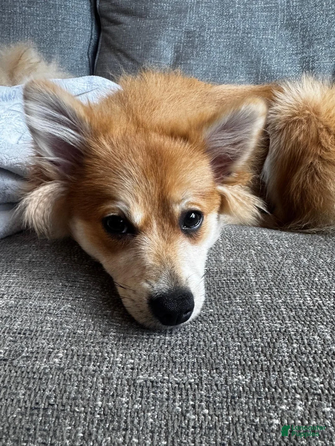 Pomeranian dogs for sale: Foxy Roxy - Ad 2