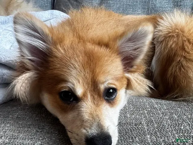 Pomeranian dogs for sale: Foxy Roxy - Ad 2