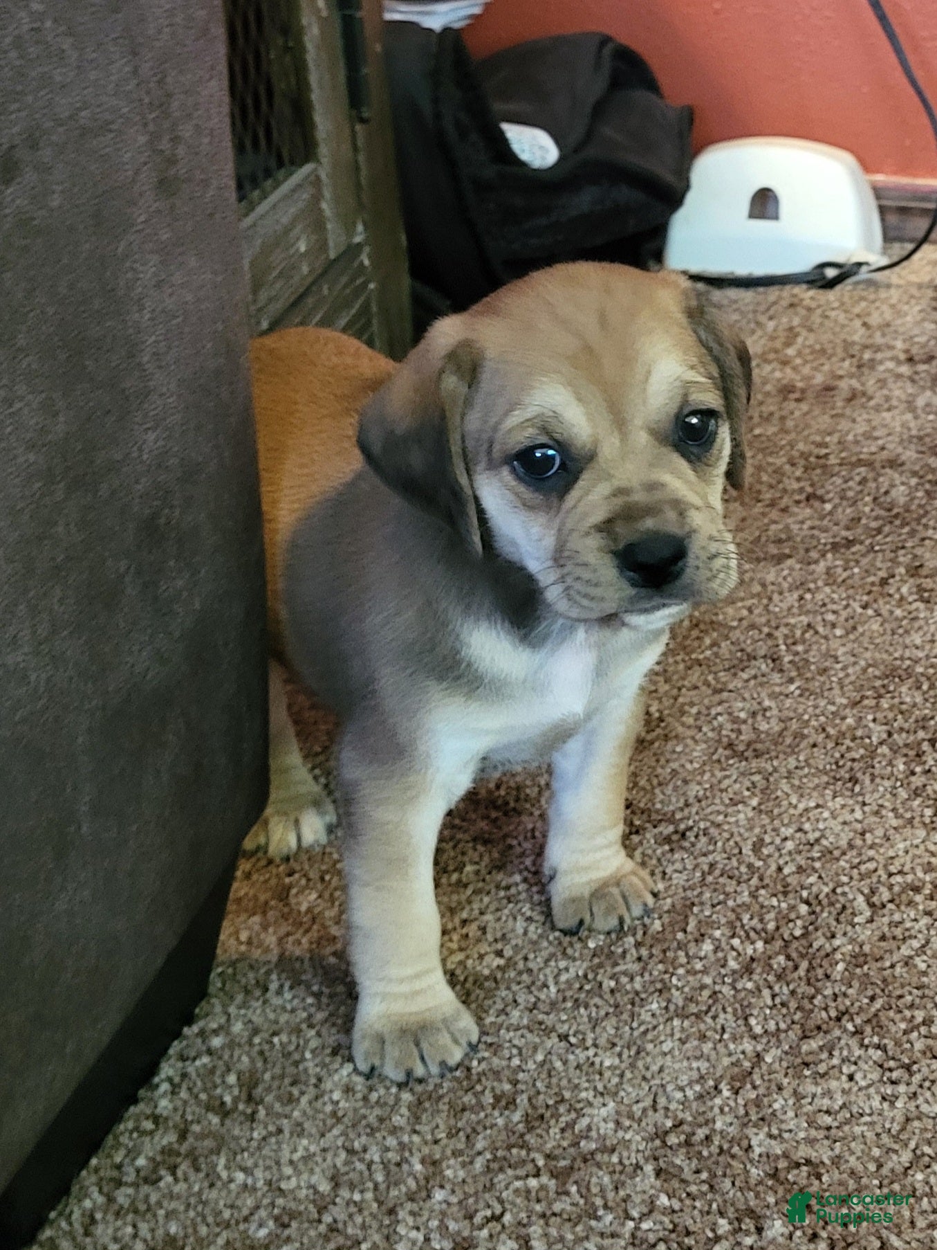 Puggle dogs Dixie - Ad 4