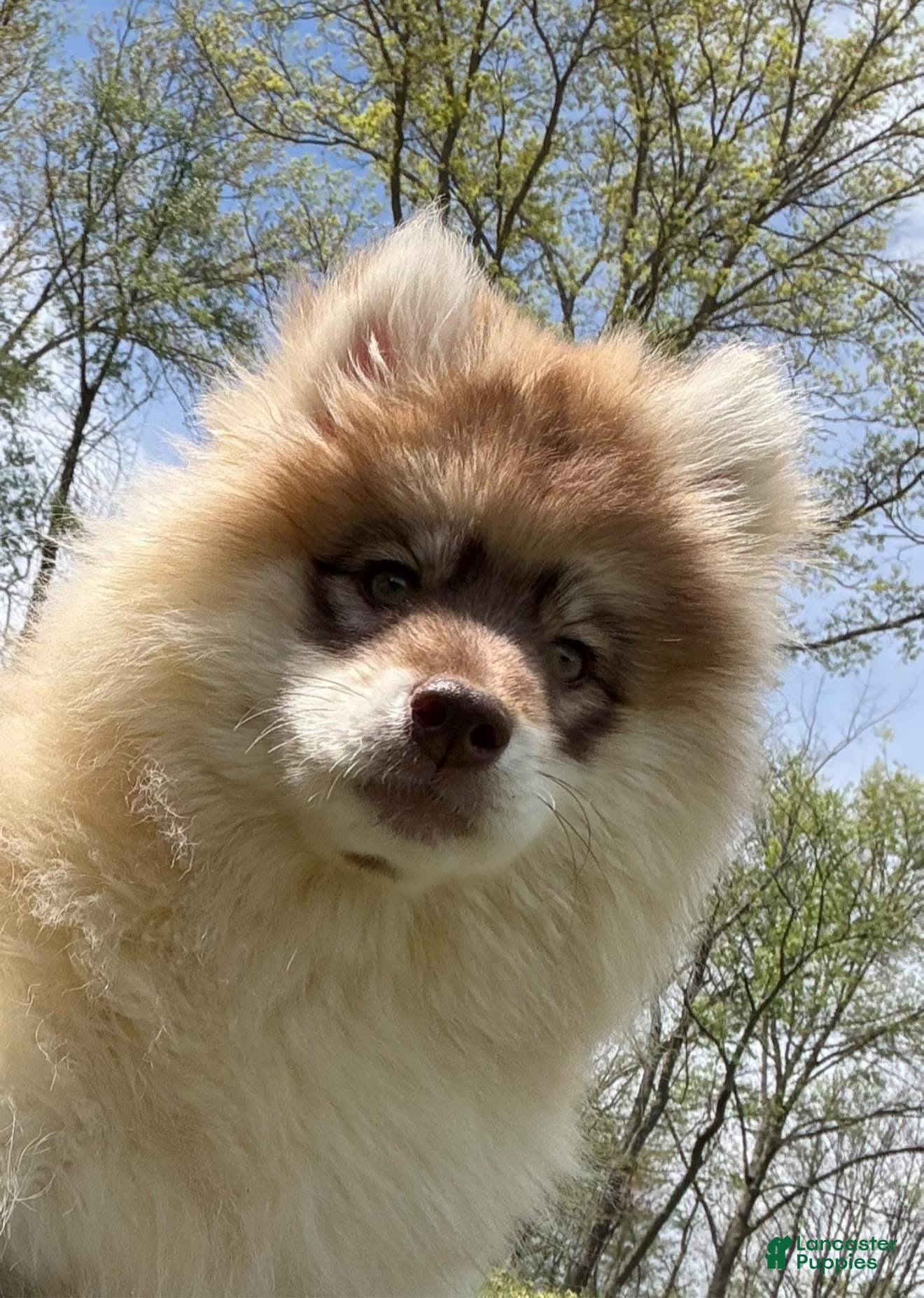 Pomsky dogs Jodee  - Ad 1