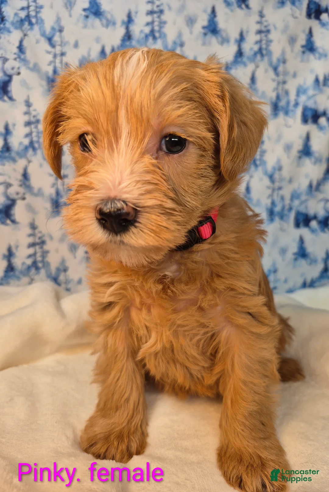 Mixed Breed dogs for sale: Mixed Breed Puppy 7 - Ad 3