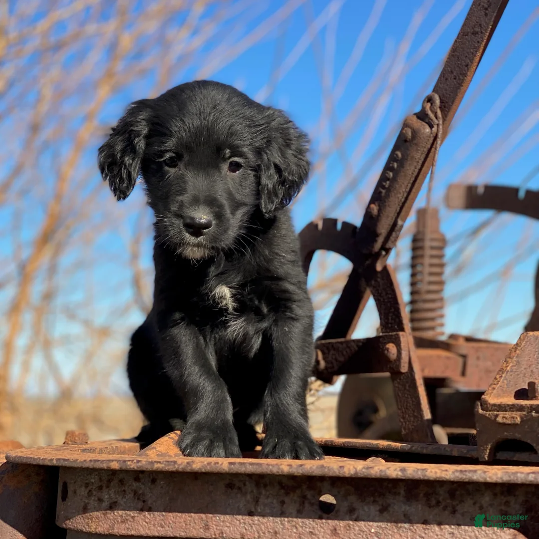 Mixed Breed dogs for sale: Max - Ad 4