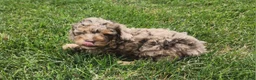 Mini Goldendoodle dogs for sale: Kody - Ad 3